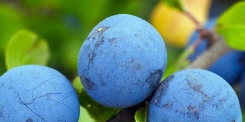Turn (crni trn): zdravstvene koristi i štete, vitamini, kalorije, način upotrebe, fotografija